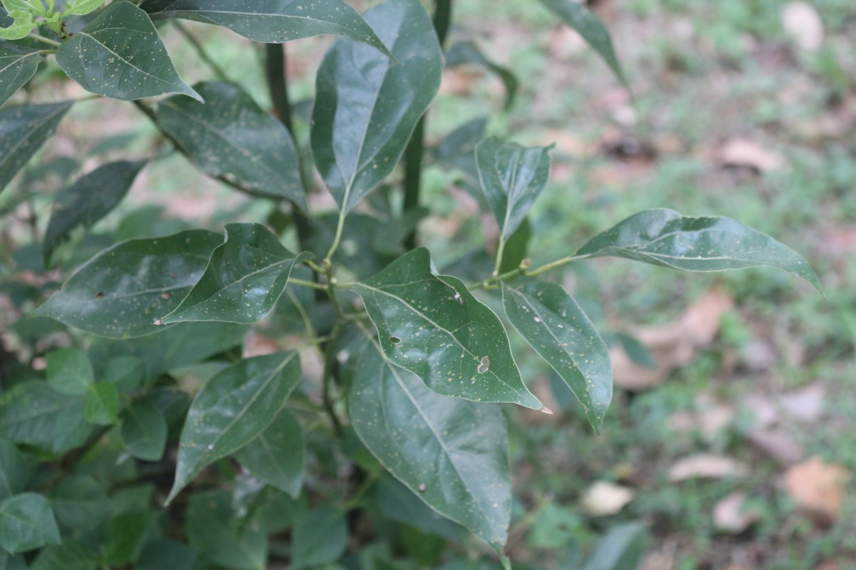 Cinnamomum camphora (L.) J.Presl
